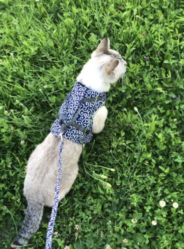 Customer photo review of HARNAIS CONFORTABLE POUR CHAT - VUSHOO™