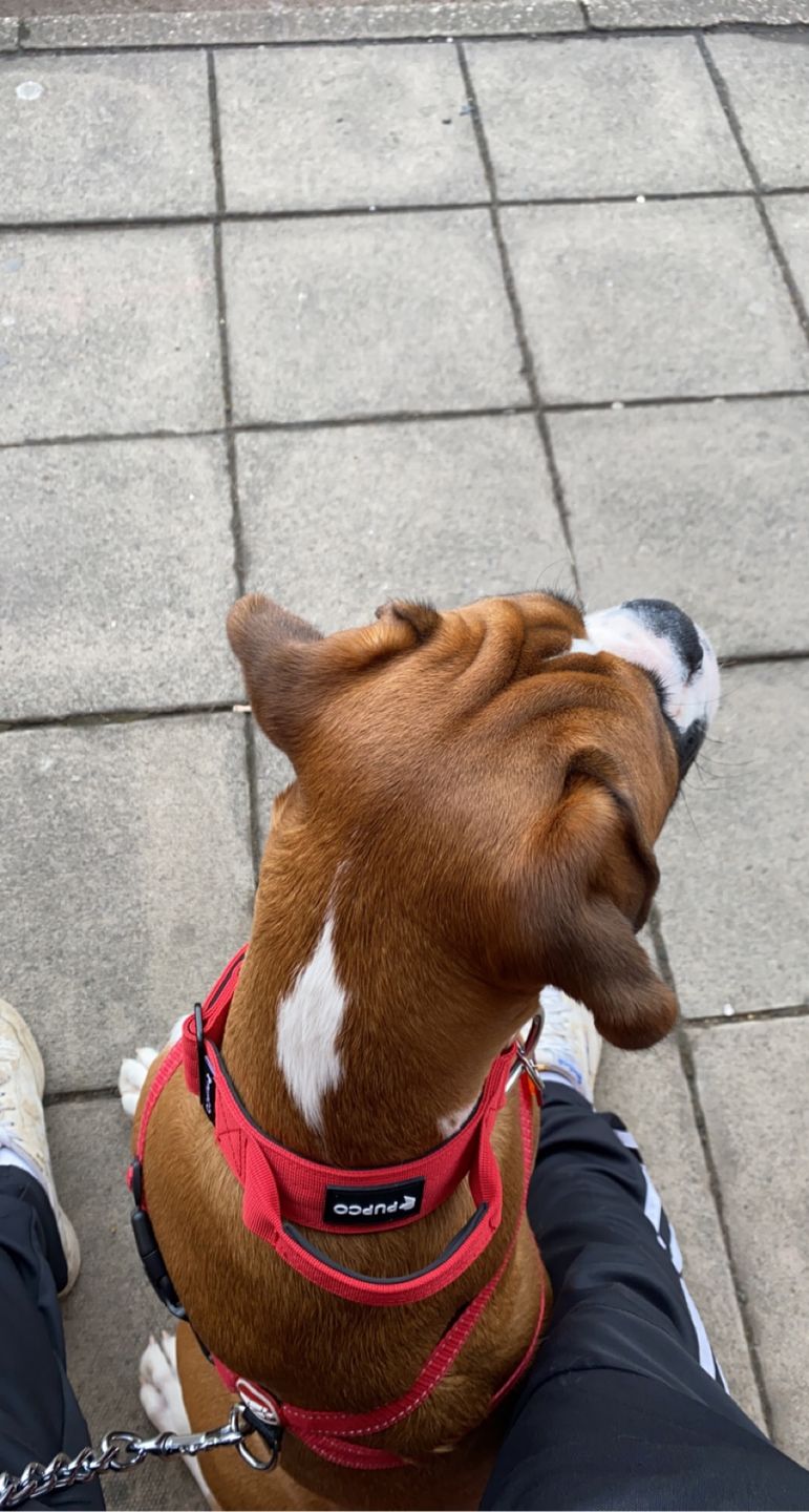Customer photo review of PUPCO Performance collar with handle 4CM - Red