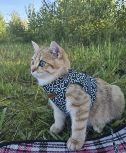 Customer photo review of HARNAIS CONFORTABLE POUR CHAT - VUSHOO™