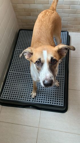 Customer photo review of Weasy Cão