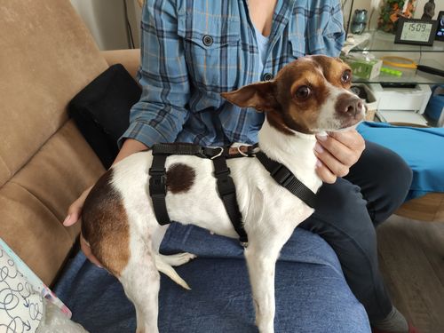 Customer photo review of COMFORT Sicherheitsgeschirr, Panikgeschirr