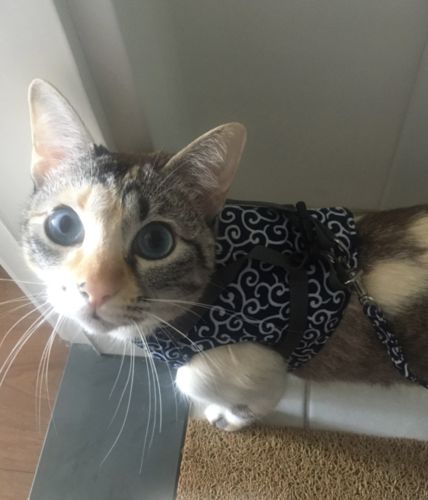 Customer photo review of HARNAIS CONFORTABLE POUR CHAT - VUSHOO™