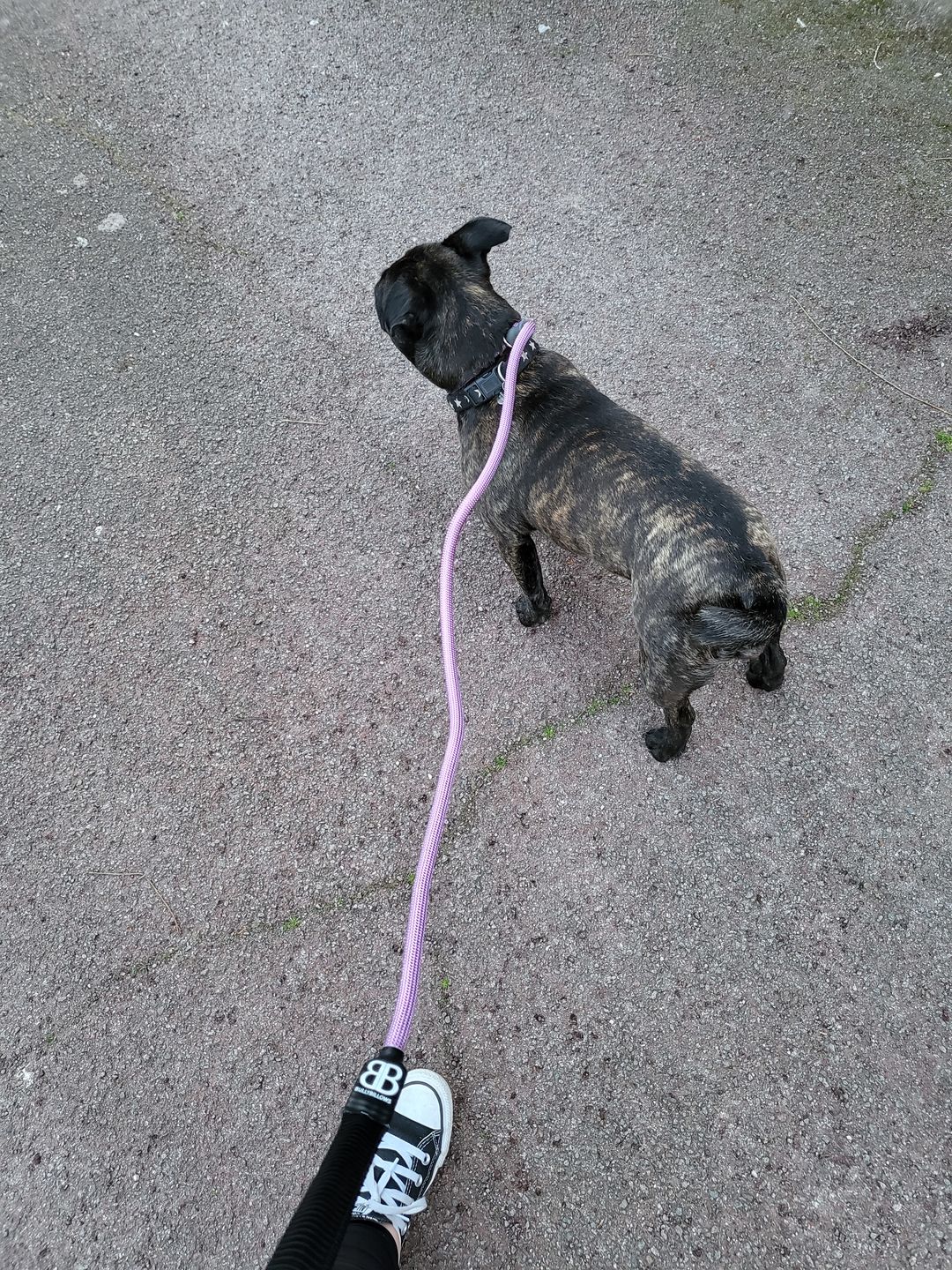 Customer photo review of Slip Lead | Anti-Pull & Anti-Choking Training Lead - Purple