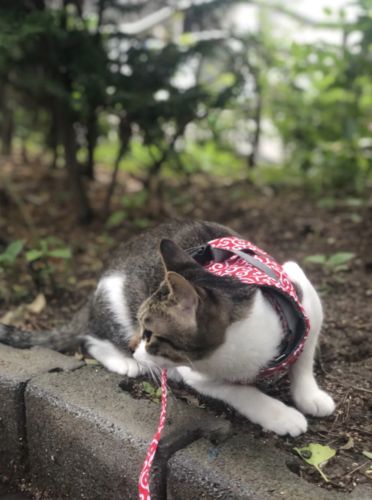 Customer photo review of HARNAIS CONFORTABLE POUR CHAT - VUSHOO™