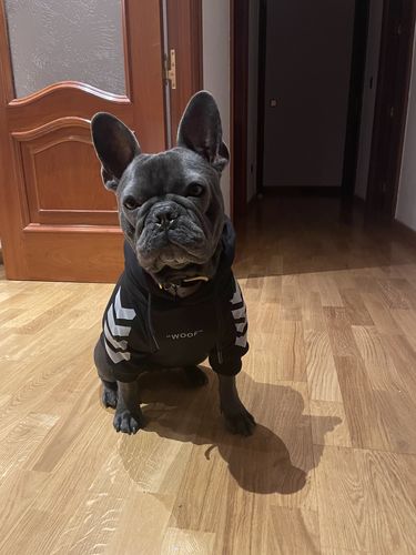 Customer photo review of "WOOF" Dog Hoodie - Red