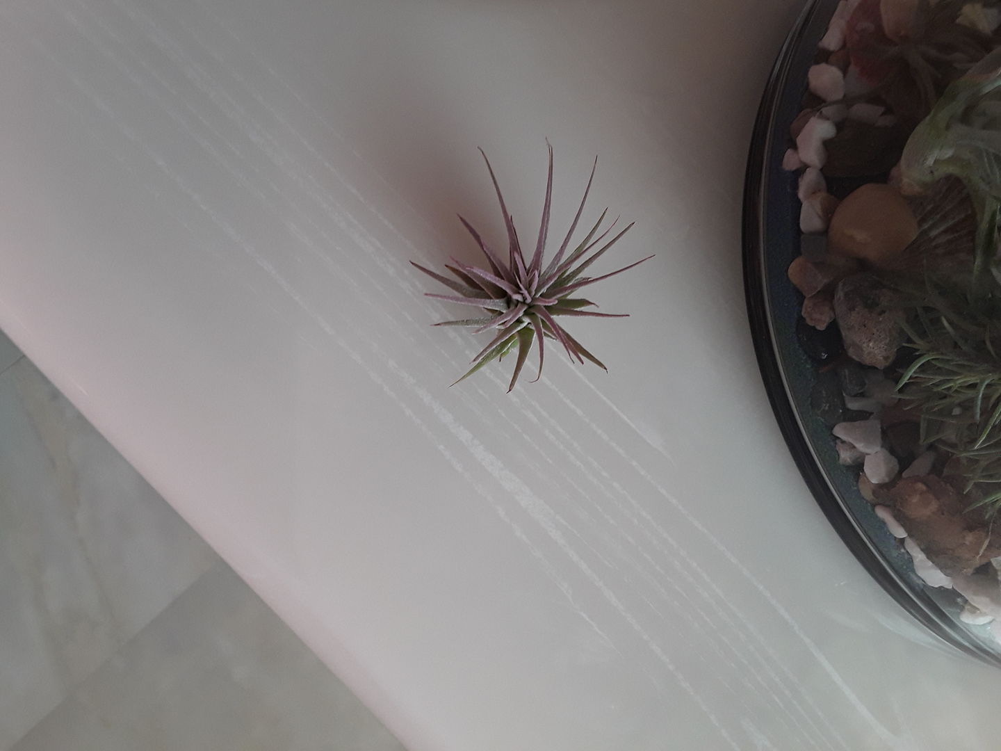 Customer photo review of Ionantha Lavender
