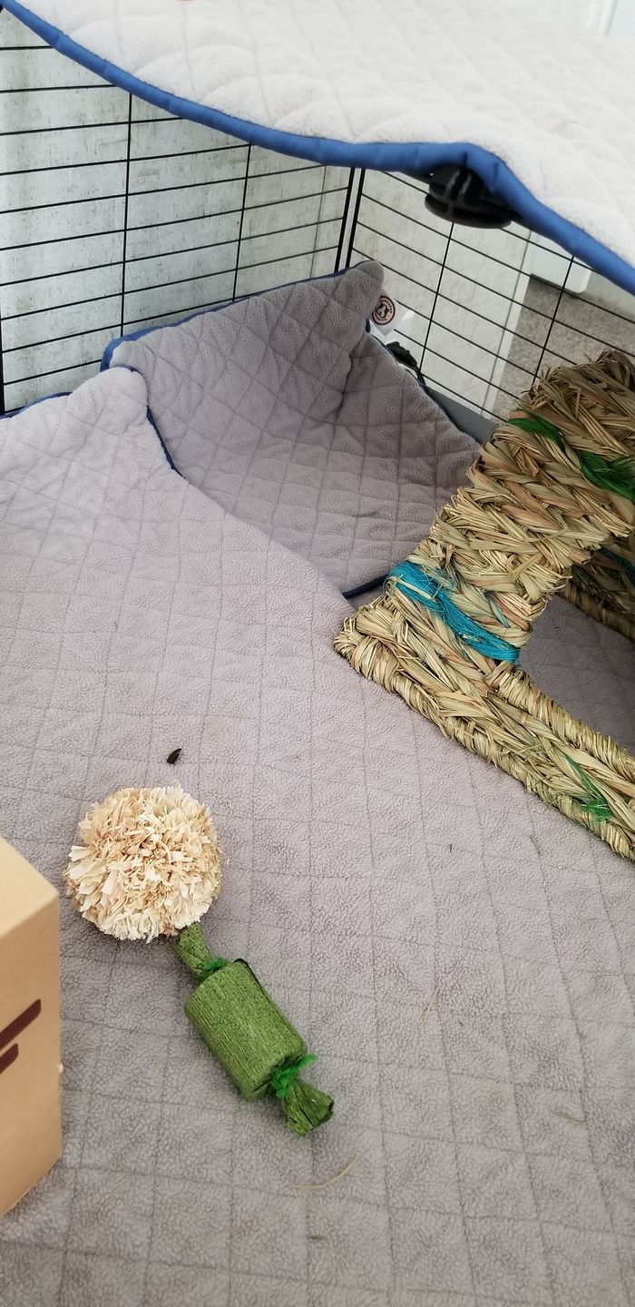 Customer photo review of GuineaDad Liner - Smaller Size Fleece Liner Without Pockets