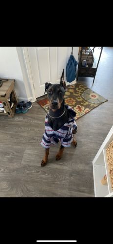 Customer photo review of Playa Poncho