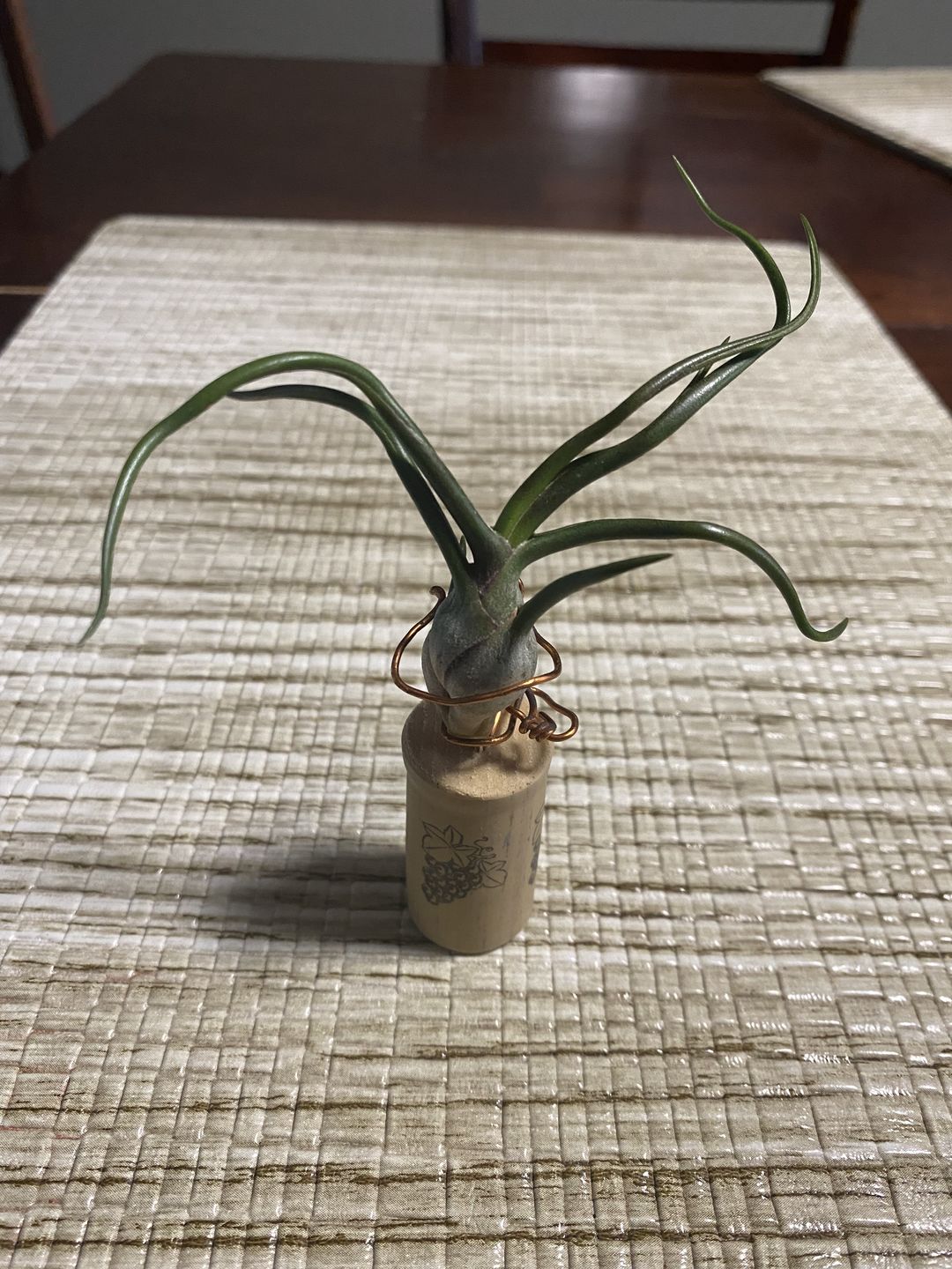 Customer photo review of Bulbosa