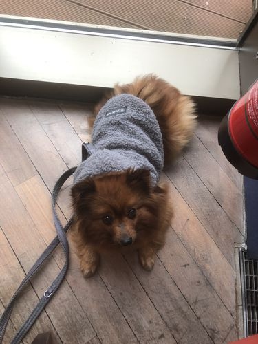 Customer photo review of Teddy Sherpa Jacket - Grey