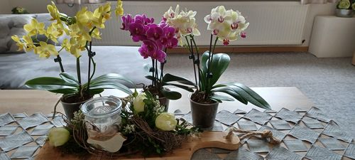 Customer photo review of 3er Set - Phalaenopsis Table Dance - Farbmix mit je 3+ Stielen