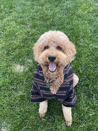 Customer photo review of Playa Poncho