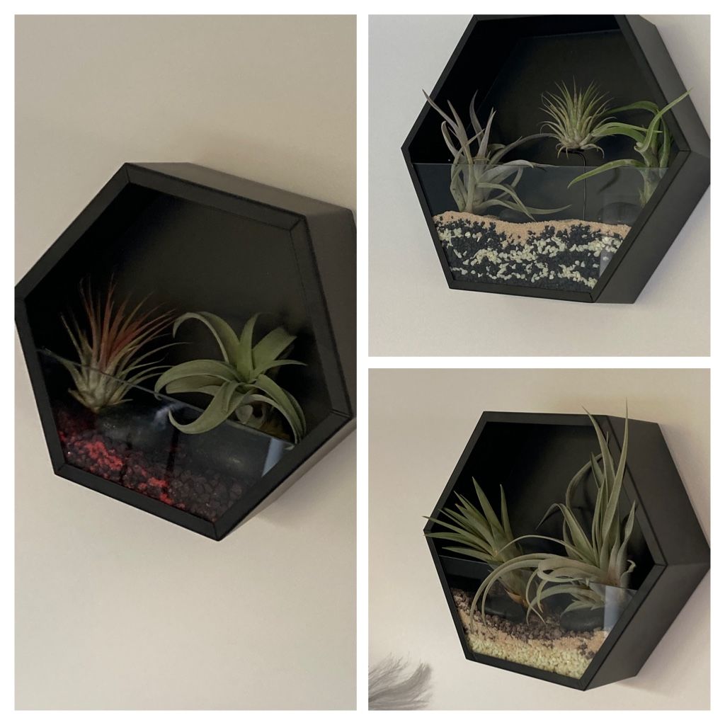 Customer photo review of Tillandsia capitata var. peach