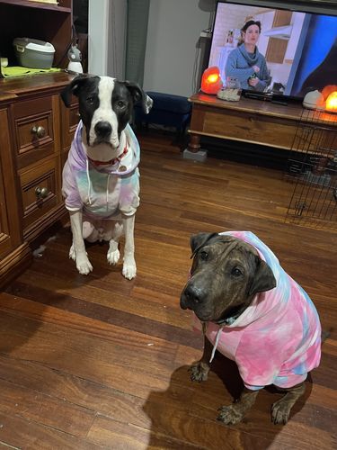 Customer photo review of Pink and Blue Sky Dye Dog Hoodie