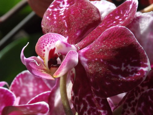 Customer photo review of 3er Set - Two of Us - Farbmix mit 2+ Stielen