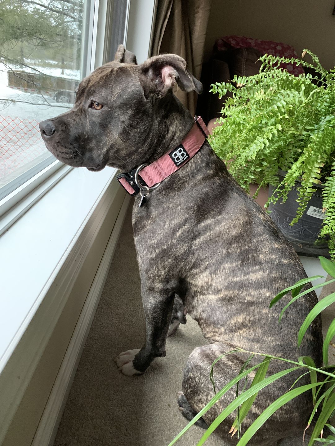 Customer photo review of 4cm Combat® Collar | Rated Clip - NO HANDLE - Pink v2.0