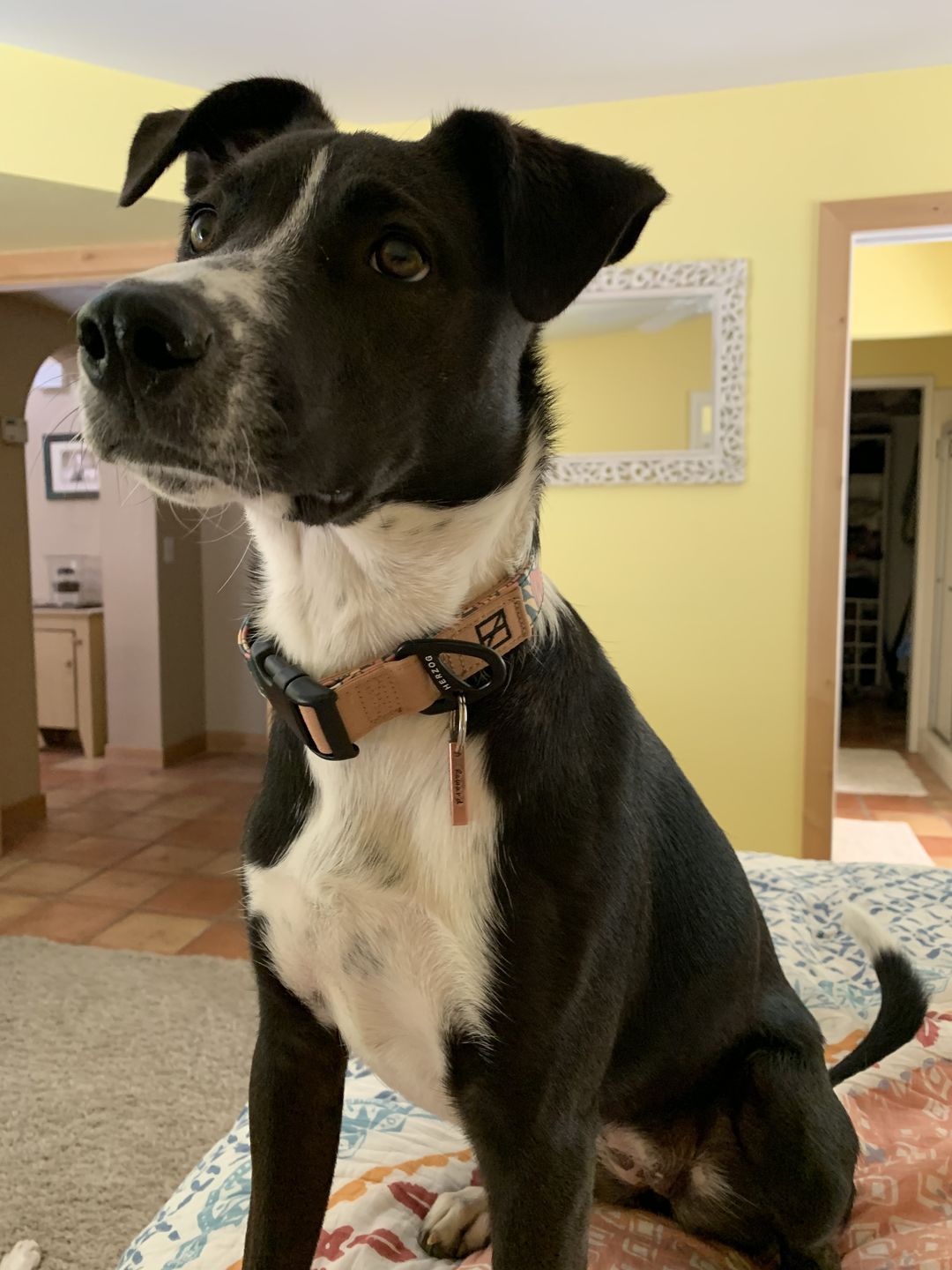 Customer photo review of NOOM: Artist Series Collar