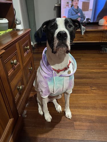 Customer photo review of 90s Retro Sky Dye Dog Hoodie
