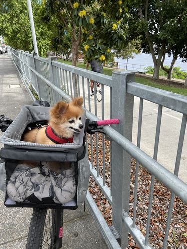 Customer photo review of All In One Pet Carrier Bag | Dog Bike Basket | Backpack for Dogs & Cats | Car Booster Seat