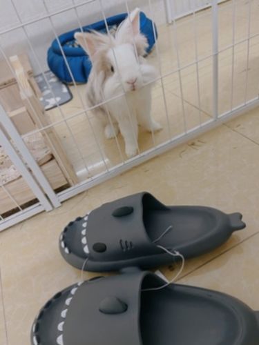 Customer photo review of Shark Slippers 2.0