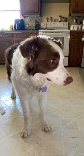 Customer photo review of Purple