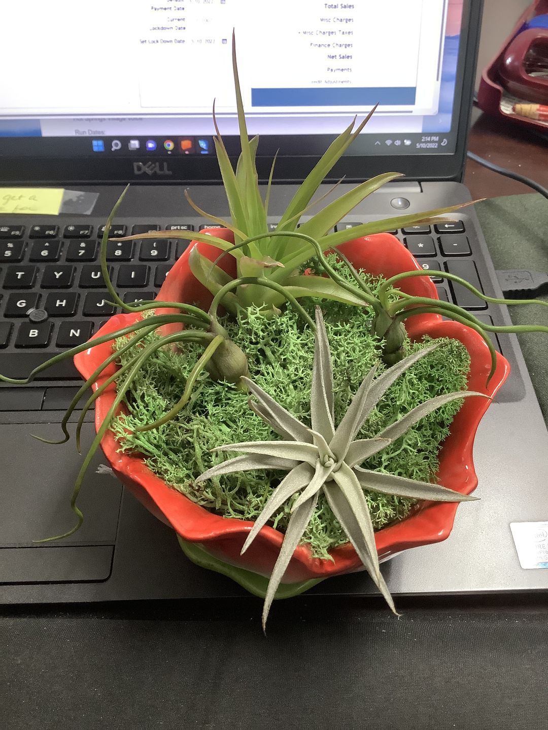 Customer photo review of Bulbosa