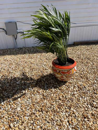 Customer photo review of Extra Large Chinese Fan Palm