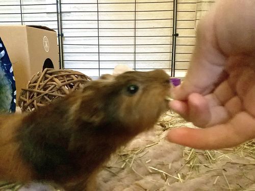 Customer photo review of Guinea Pig Pea Flakes - GuineaDad Nourish Series - Healthy Pea Chips