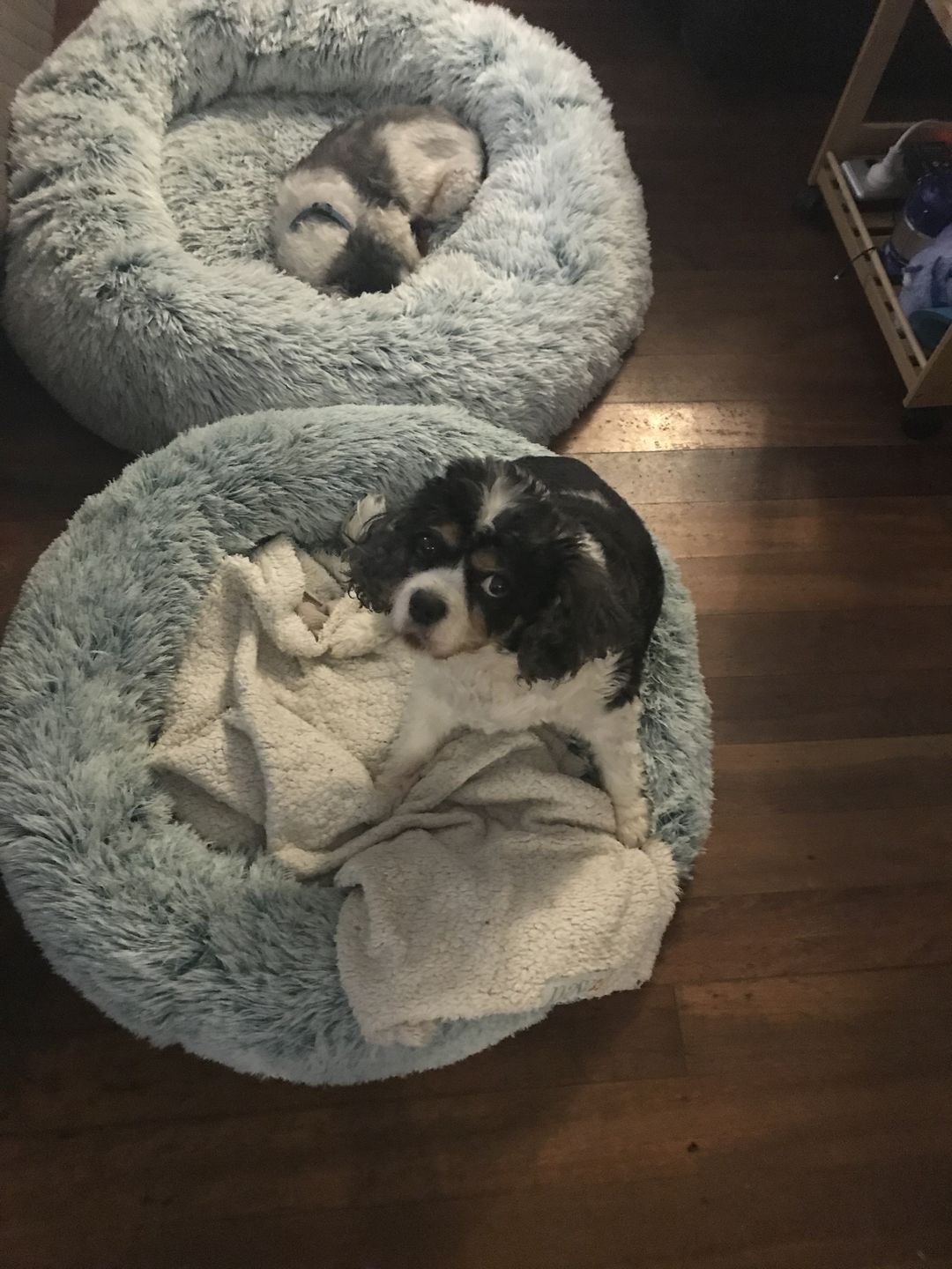 Customer photo review of Super Soft Calming Dog Beds