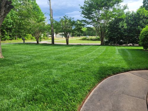 Customer photo review of Protene Performance Spring Fertilizer