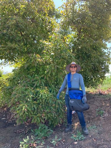 Customer photo review of Avocado Picking Bundle 65 lbs.