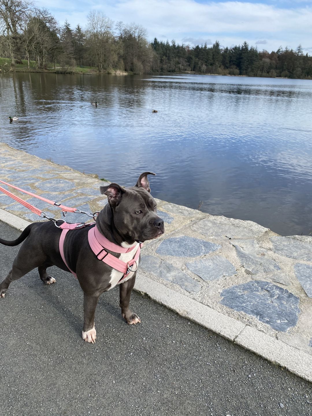 Customer photo review of Double Ended Training Lead | All Breeds - Durable & Soft 2m Lead - Pink