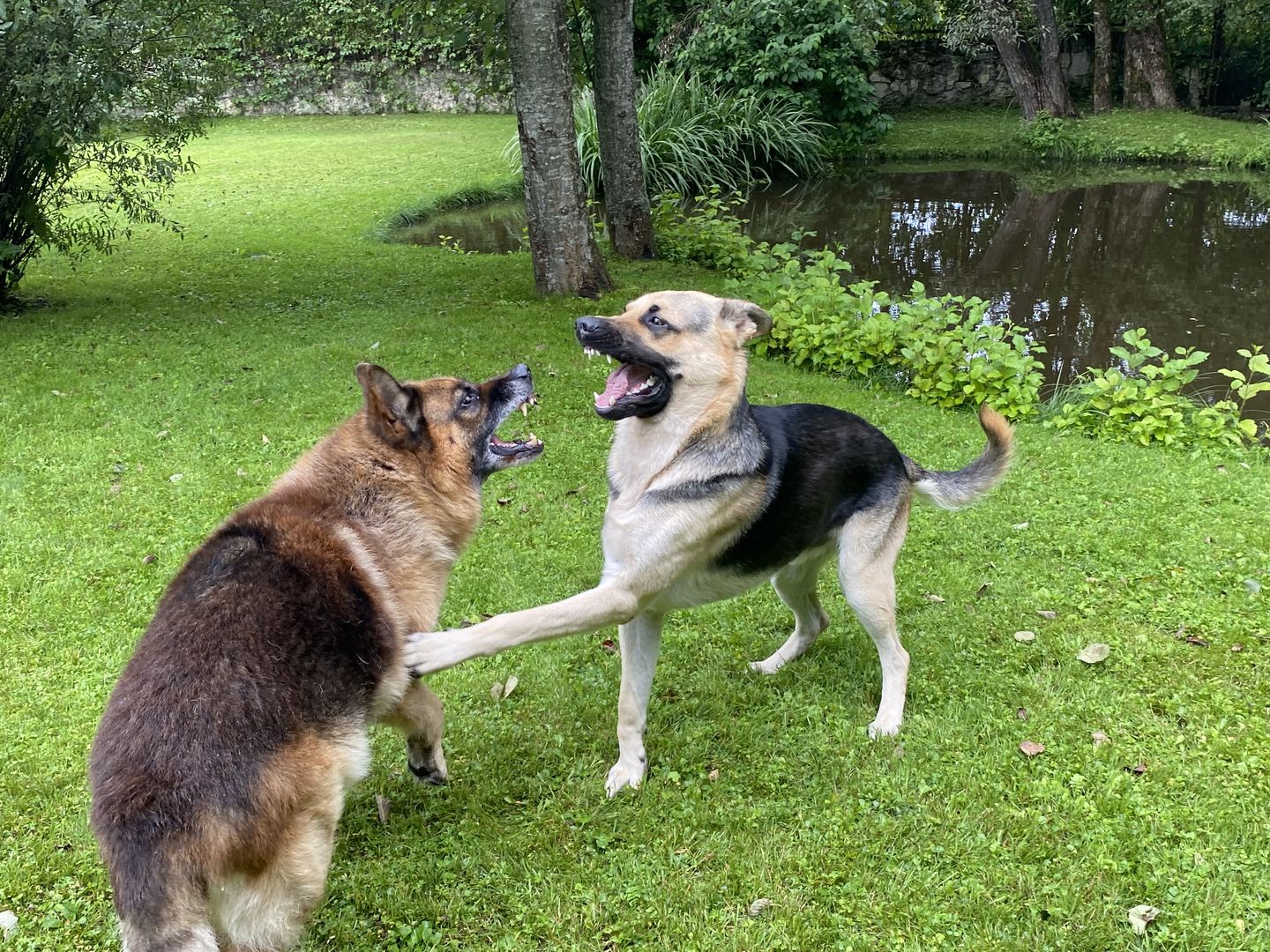 Customer photo review of Best Breeders Adult All breeds 25/13 ar zivi un rīsiem