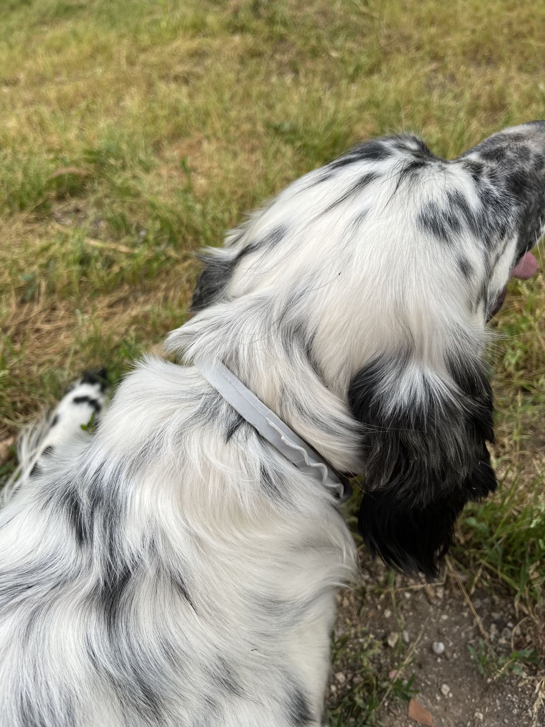 Customer photo review of PREVENDOG COLLARE 60 cm 2 pezzi – Contro zecche, flebotomi e zanzare fino a 6 mesi per cani da 0 a 25 kg