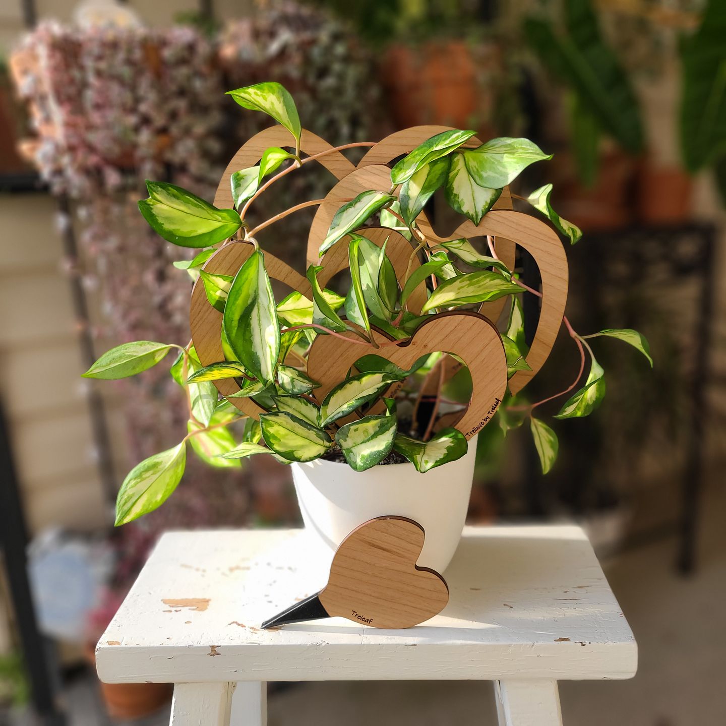 Customer photo review of Trellove - Plant trellis inspired by Hoya Kerrii