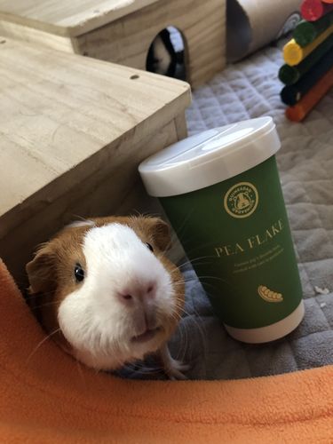 Customer photo review of Guinea Pig Pea Flakes - GuineaDad Nourish Series - Healthy Pea Chips