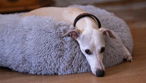 Customer photo review of CalmBed - Motverkar stress & hjälper mot ångest