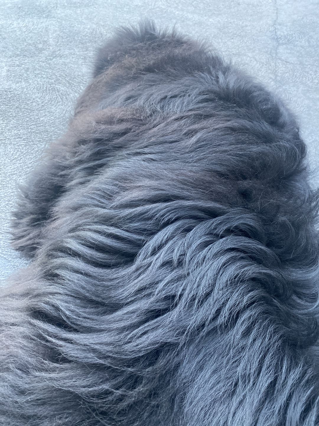 Customer photo review of Dual-Head Safe Pet Dematting Comb