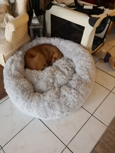 Customer photo review of Hundebett rund Wuscheldonut