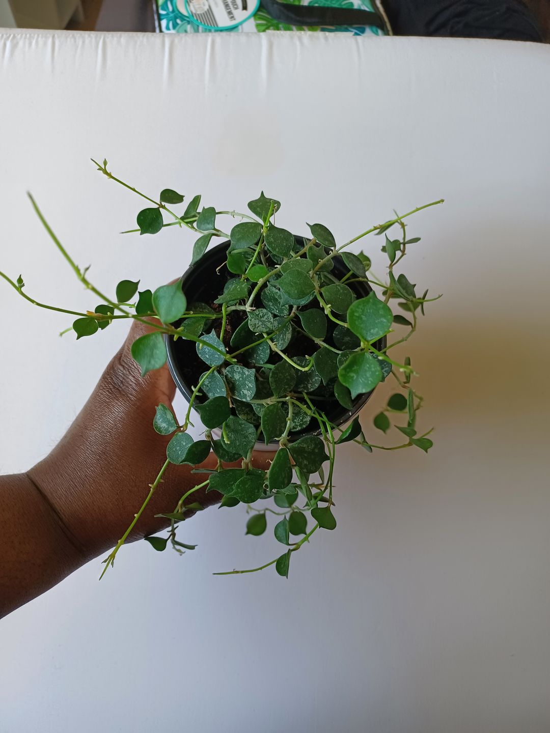 Customer photo review of 4" Hoya curtisii