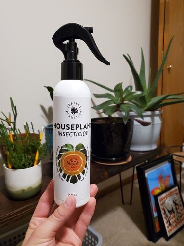 Customer photo review of Houseplant Insecticide w/ Neem