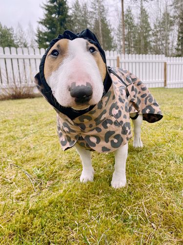 Customer photo review of Visibility Raincoat Lite Leopard for Dogs