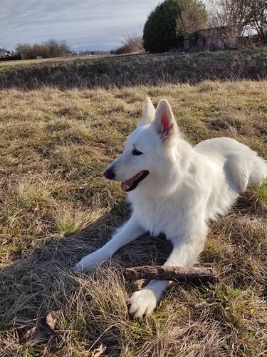 Kundenbewertung mit Foto zu BELISY > Gelenk Komplex < Gelenktabletten für Hunde & Katzen - 100 Tabletten
