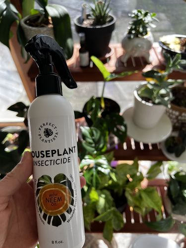 Customer photo review of Houseplant Insecticide w/ Neem