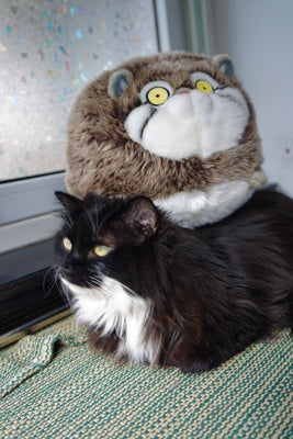 Customer photo review of Chubby Pallas's cat Stuffed Animal Plush