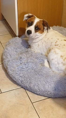 Customer photo review of Hundebett rund Wuscheldonut