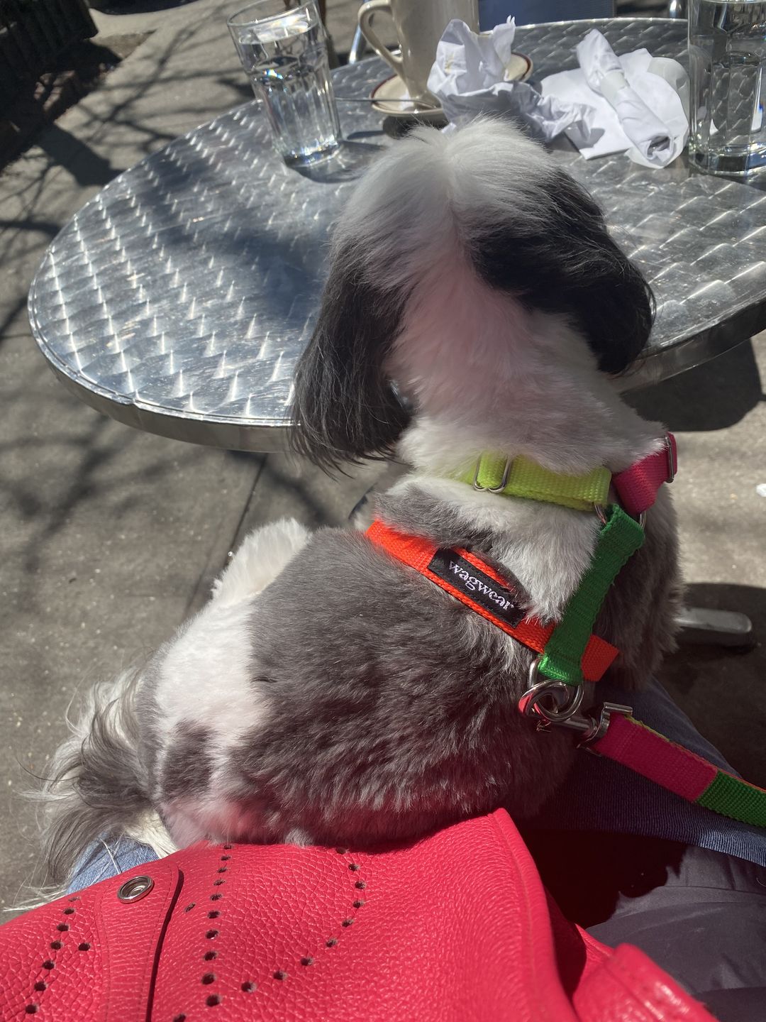Customer photo review of Memphis Collar