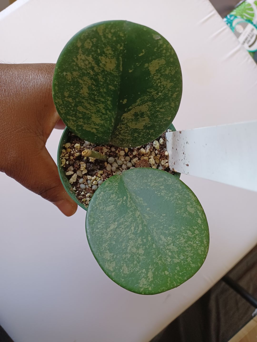 Customer photo review of 3" Hoya obovata
