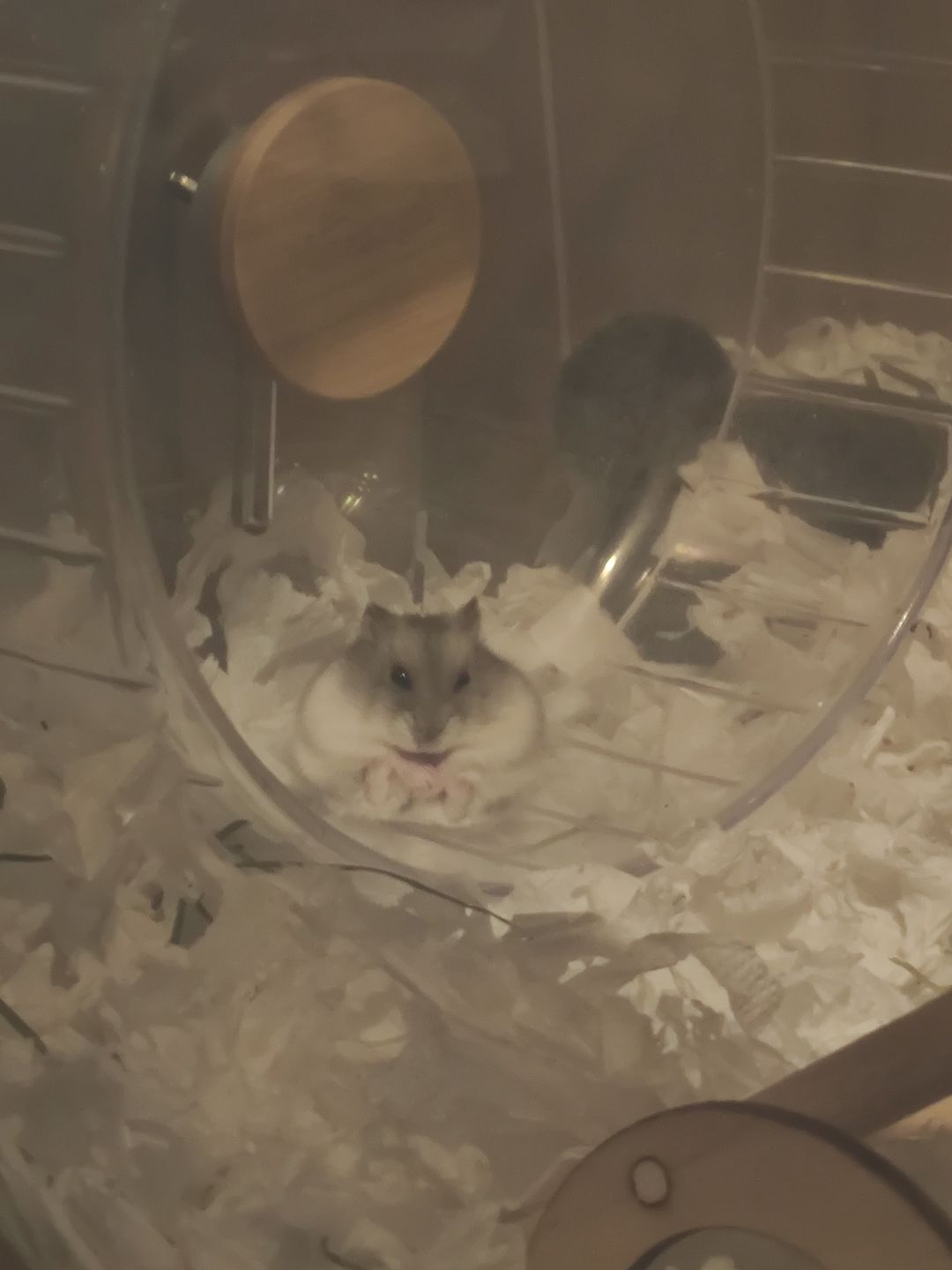 Customer photo review of Niteangel Super-Silent Hamster Exercise Wheels