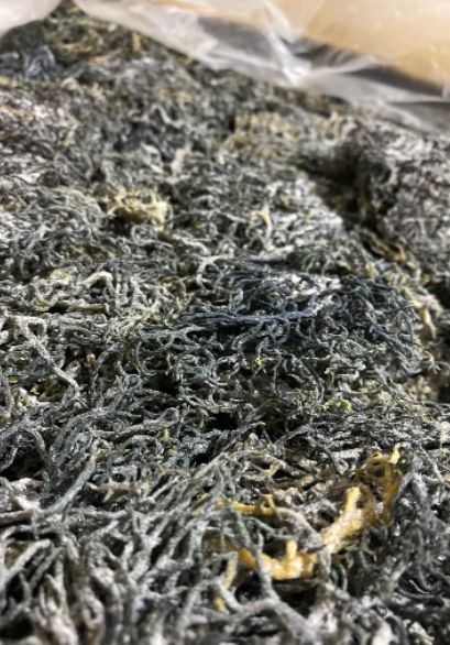 Customer photo review of Premium Green Wildcrafted Raw Sun dried Sea Moss